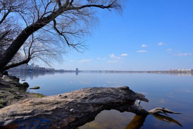 Devrilmiş Ağaç ve Şehir Manzaralı Dnipro Nehri Manzarası