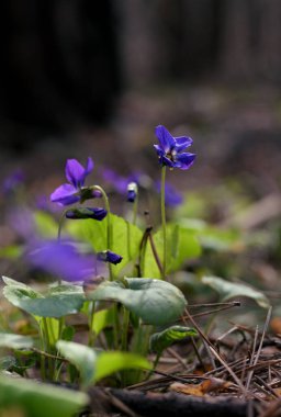 Vahşi Menekşeler (Viola odorata) Bir Bahar Ormanı 'nda Çiçek açıyor, Dikey