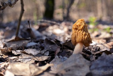 Sarı Morel Mantarı (Morchella esculenta) Soft Focus İlkbahar Ormanında