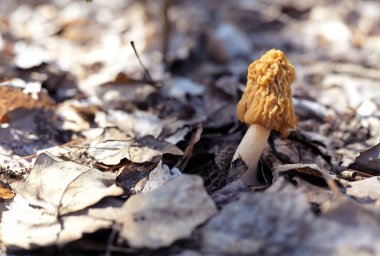 Sarı morel mantarının (Morchella esculenta) yakın çekimi, orman zemininden kuru yaprakların arasında ortaya çıkar.