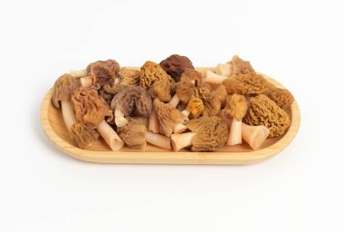 Tahta tabakta taze Morel mantarı, Morchella esculenta