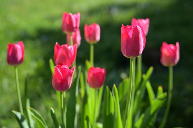 Yeşil Çimenli Bahar Bahçesinde Pembe laleler (Tulipa gesneriana)