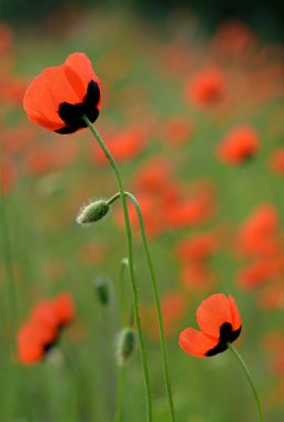 Kırmızılı gelincik çiçeklerinin dikey fotoğrafı (Papaver argemone) tarlada çiçek açıyor
