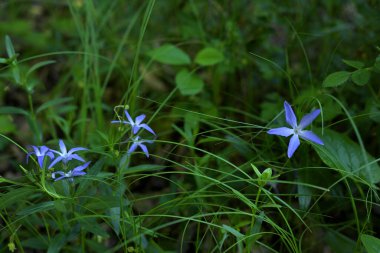 Mavi Yıldız Çiçeğinin Yatay Fotoğrafı (Isotoma axillaris) Vahşi Çimenlerde Çiçek Açar