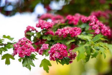  Rengarenk çiçekler ve taze yeşil yapraklar yumuşak, parlak bir zemin üzerine güzelce çerçevelenmiş, baharın tazeliğini ve neşesini çağrıştırıyor. Mevsimlik doğa, bahçıvanlık, çiçek tasarımı ya da romantik açık hava sahnelerinde kullanım için mükemmel.