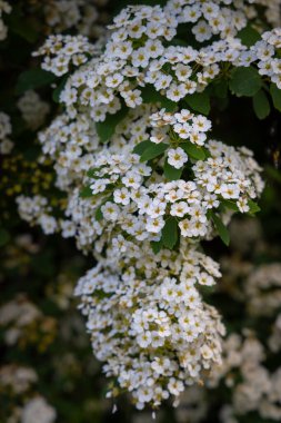 Yeşil yaprakların üzerinde yoğun bir şekilde toplanmış beyaz Spiraea çiçeklerinin yakın çekimi. Yumuşak ve narin çiçekler tazelik hissi ve bahar güzelliği yaratır. Bahçe, doğa, peyzaj ya da çiçek arkaplanı temalarını resmetmek için idealdir..