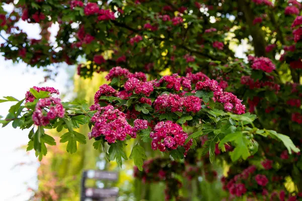  Rengarenk çiçekler ve taze yeşil yapraklar yumuşak, parlak bir zemin üzerine güzelce çerçevelenmiş, baharın tazeliğini ve neşesini çağrıştırıyor. Mevsimlik doğa, bahçıvanlık, çiçek tasarımı ya da romantik açık hava sahnelerinde kullanım için mükemmel.