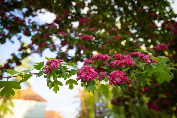  Rengarenk çiçekler ve taze yeşil yapraklar yumuşak, parlak bir zemin üzerine güzelce çerçevelenmiş, baharın tazeliğini ve neşesini çağrıştırıyor. Mevsimlik doğa, bahçıvanlık, çiçek tasarımı ya da romantik açık hava sahnelerinde kullanım için mükemmel.