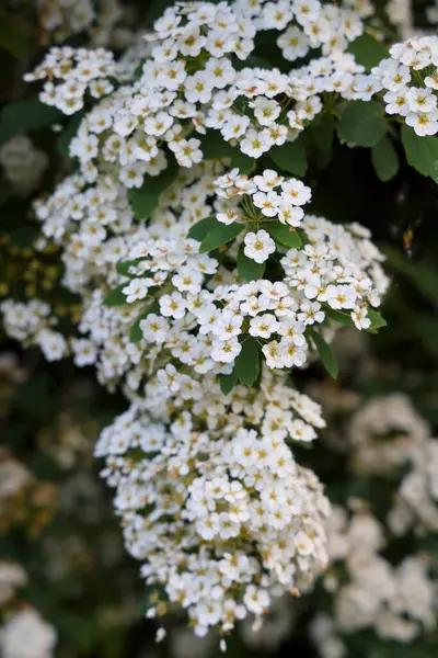 Yeşil yaprakların üzerinde yoğun bir şekilde toplanmış beyaz Spiraea çiçeklerinin yakın çekimi. Yumuşak ve narin çiçekler tazelik hissi ve bahar güzelliği yaratır. Bahçe, doğa, peyzaj ya da çiçek arkaplanı temalarını resmetmek için idealdir..