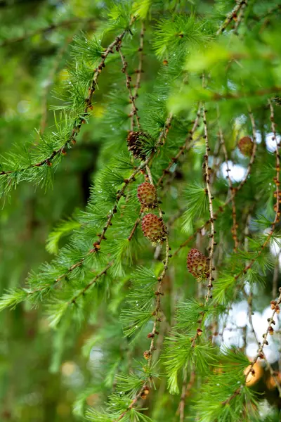  Görüntü, iğnelerin hassas yapısını ve kozalakların zengin dokusunu yakalıyor, tazelik ve doğal güzelliği çağrıştırıyor. Botanik temalar, orman ekosistemleri veya doğadaki mevsimsel geçişler için ideal.