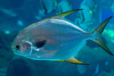 Mavi Balık Yakın Çekim