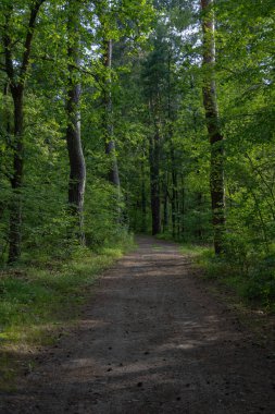Akşamları güzel bir orman.