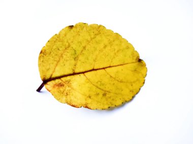 beyaz zemin üzerine sarı sonbahar yaprak