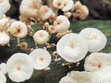 Bir grup yabani mantar ağaçta yetişiyor.