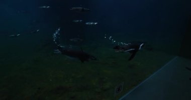 Flock of penguins swim under water in large oceanarium aquarium. Ecology and marine life.