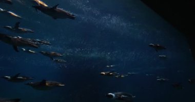 Suyun altında yüzen penguen sürüsü. Ekoloji ve deniz yaşamı.