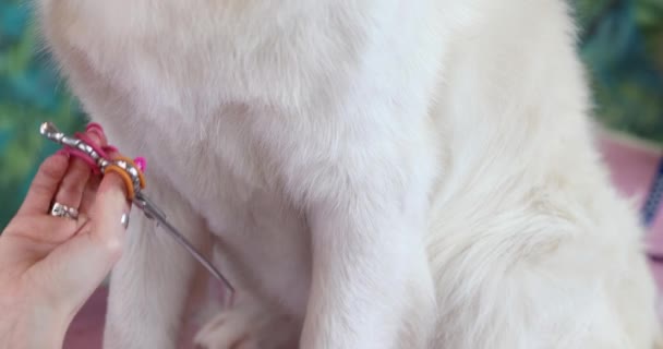 Groomer Trimming Coat Golden Labrador Ritvier — Wideo stockowe