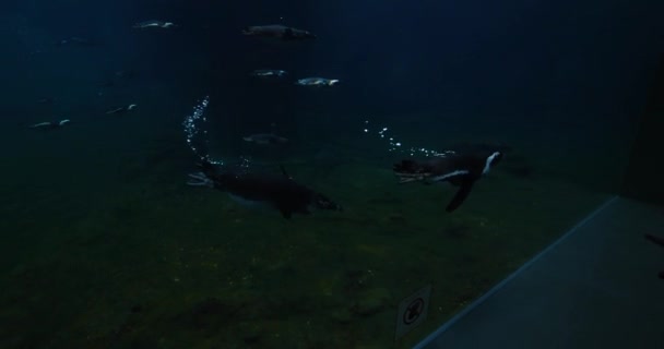 Flock Penguins Swim Water Large Oceanarium Aquarium Ecology Marine Life — Video