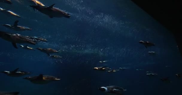 Стая Пингвинов Водой Плавающих Одном Направлении Экология Морская Жизнь — стоковое видео