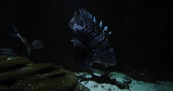Pterois Volitans Fish Swimming Large Oceanarium Aquarium Concept Wildlife Environment — Vídeo de Stock