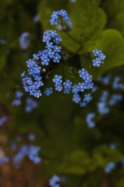 Forget-me-not flower macro with bright green leaves in rays of the sun.Blue flowers on green background. Blooming flowers nature background