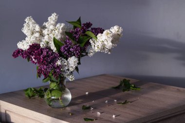 Purple, pink and white wonderful blooming Lilac. Beautiful flowers in rays of sun on dark background. Concept of spring and women's day.