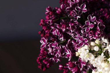Purple, pink and white wonderful blooming Lilac. Beautiful flowers in rays of sun on dark background.