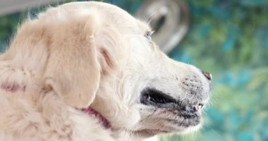 Tımarcı altın labrador 'un saçını kurutur..