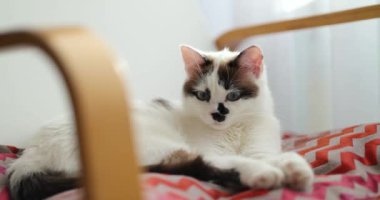 Sandalyede uyuyan sevimli ev kedisi. Güneş ışığı ve uyuyan kediyle oturma odası.