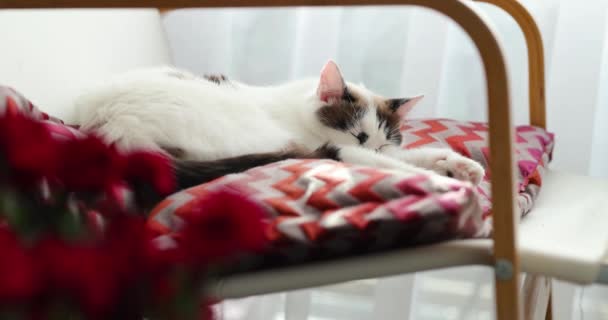 可爱的家猫睡在椅子上 有阳光和熟睡的猫的客厅 — 图库视频影像