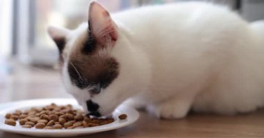 Kuru yiyecekli kedi yemeği, evcil hayvanlarla ilgilenmek. Sevimli evcil hayvanlar konsepti. Evdeki kedi mamalarını kapat..