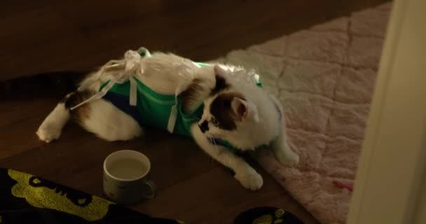 Bedårande Kattporträtt Kostym Bandage Återhämtar Sig Efter Spaying Post Operativ — Stockvideo