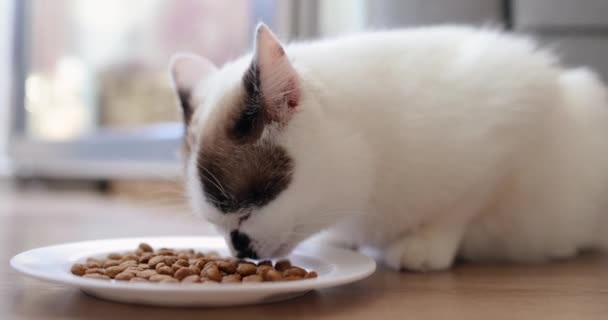 Gato Come Comida Seca Prato Conceito Animais Estimação Adorável Publicidade — Vídeo de Stock