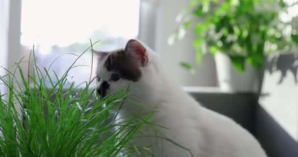 Kat Een Witte Achtergrond Eet Gras Groene Haver Kopieerruimte Concept — Stockvideo