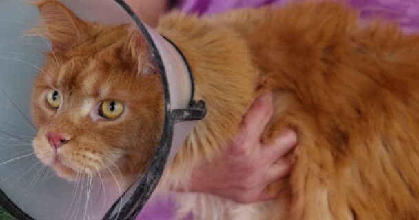 Περιποιείσαι Μια Γάτα Μέιν Ρουν Γάτα Προστατευτικό Κολάρο Κτηνιατρική Φροντίδα — Αρχείο Βίντεο