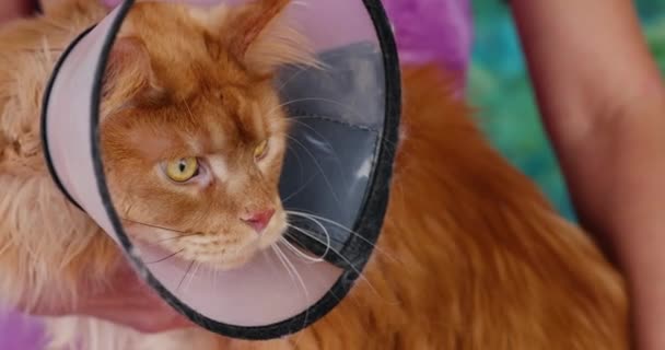 Grooming Maine Coon Katt Katt Skyddskrage Veterinärmedicin Djurvård — Stockvideo