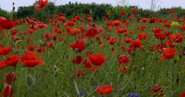 Schöne Rote Feldmohn Mit Selektivem Fokus Frühlingsblumen — Stockvideo