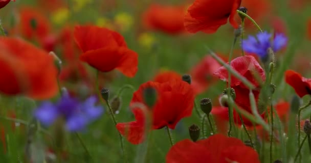 Krásné Polní Červené Máky Chrpy Selektivním Zaměřením Měkké Světlo Přírodní — Stock video