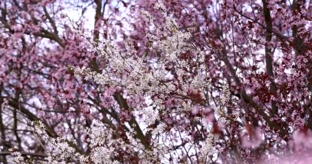 樱花概念 樱花在春天的时候 美丽的粉红花 — 图库视频影像