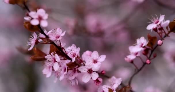 Concetto Fiore Ciliegio Sakura Primavera Bellissimi Fiori Rosa — Video Stock