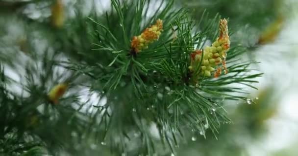 거미줄이요 노란색 클러스터 꽃가루 베어링 크리핑 소나무의 Microstrobile 소프트 포커스 — 비디오