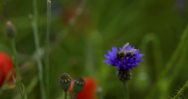 Пчела Собирает Мед Кукурузных Цветах Сохранение Экосистемы Пчёл — стоковое видео
