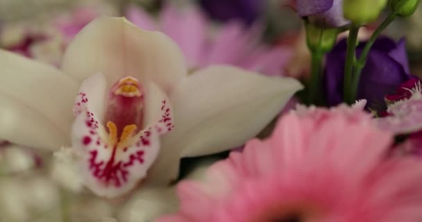 Μπουκέτο Λουλούδια Gerbera Ίριδα Μακροεντολή Ημέρα Της Μητέρας Ημέρα Του — Αρχείο Βίντεο