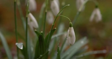 İlkbaharda ilk güzel kar damlası. Bahar ormanlarında Galanthus Nivalis çiçek açar. Kar damlaları yakında. Paskalya arkaplanı.