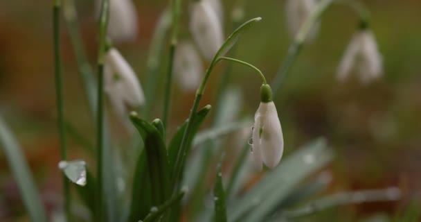 Første Smukke Vinterdråber Foråret Galanthus Nivalis Blomstrer Forårsskoven Snedråber Tæt – Stock-video