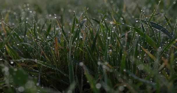晨秋的青草上撒满了晶莹的露珠 背景视频4K — 图库视频影像