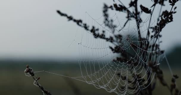 Rippling Orvalho Manhã Outono Uma Teia Tecida Por Uma Aranha — Vídeo de Stock