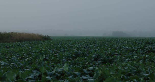 Φθινοπωρινό Πρωινό Χωράφι Αγροτών Φόντο Ένα Δάσος Στην Ομίχλη Βίντεο — Αρχείο Βίντεο