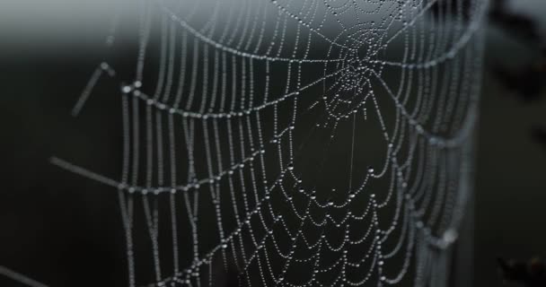 Kräuselnder Herbstmorgentau Auf Einem Von Einer Spinne Gewebten Netz Video — Stockvideo