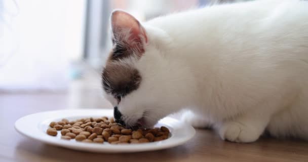 自宅でホワイトボウルからドライフードを食べる猫 ペットに餌を与える — ストック動画